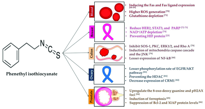 PEITC and cancer pathways